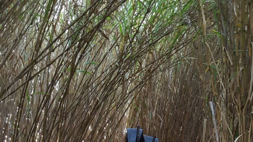 SEXMEX Fucking in the field